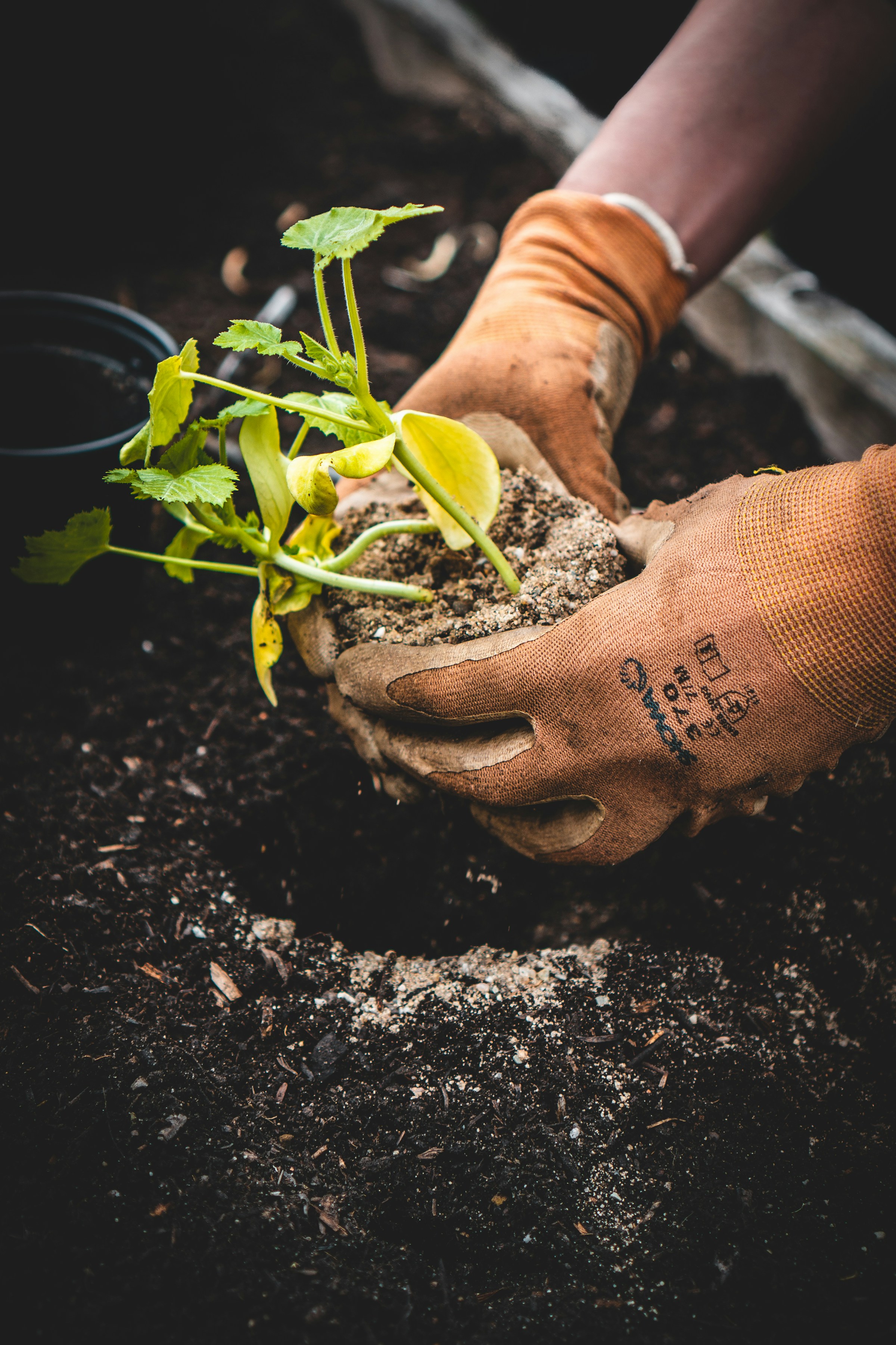 Farmworker hands in soil.