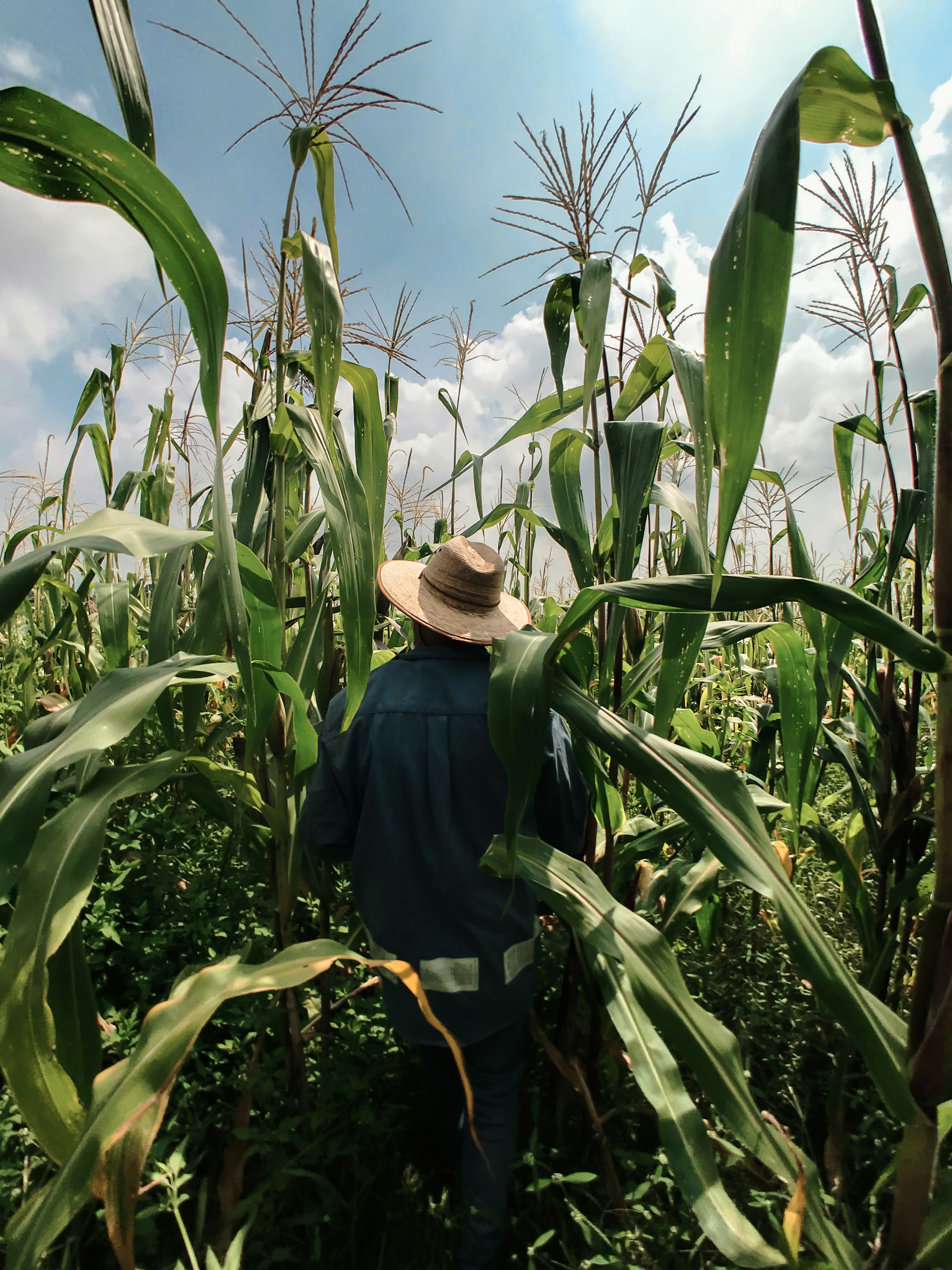 Farmworker inspecting corn.
